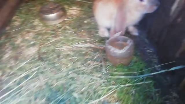 Новая покупка кролика породы французский баран смотреть онлайн