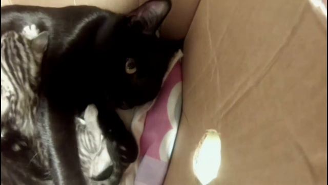 Все в папку! Чёрная бобейская кошка Дульсинея и её котята смотреть онлайн