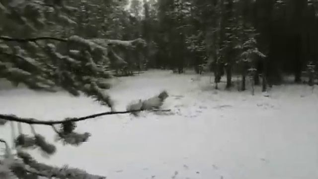 Видео от друзей.   Первый снег. Ханты-Мансийский округ.   16.10.20.