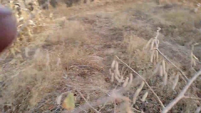 ФУНДУК.Сад фундука.Опылители фундука.