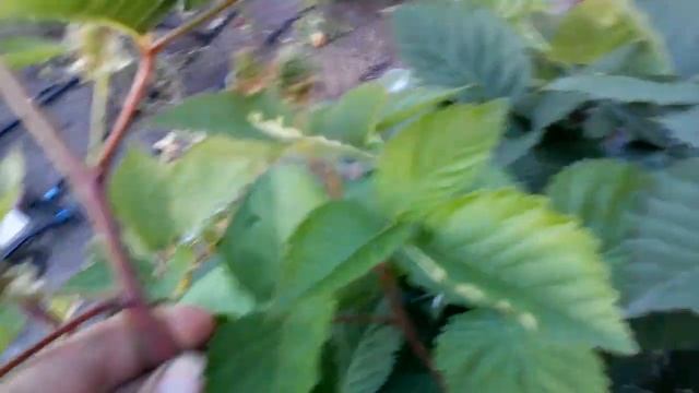 сравнение черной магии с фридомом смотреть онлайн