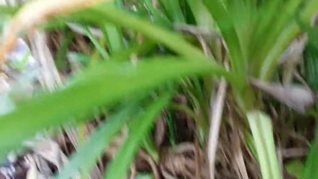 Pandan/Pandanus amaryllifolius. смотреть онлайн