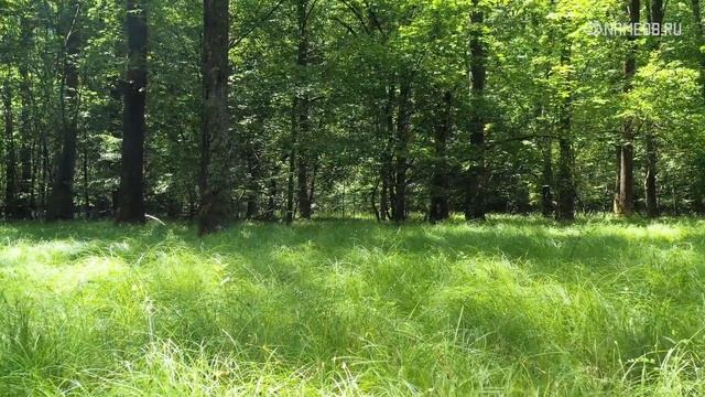 Люди этих знаков Зодиака любят одиночество смотреть онлайн