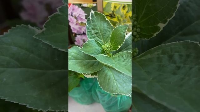 Необычная крупнолистная гортензия Триколор #shorts смотреть онлайн