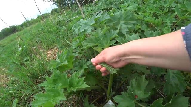 Пиканы собираем. 22 мая 2021. смотреть онлайн