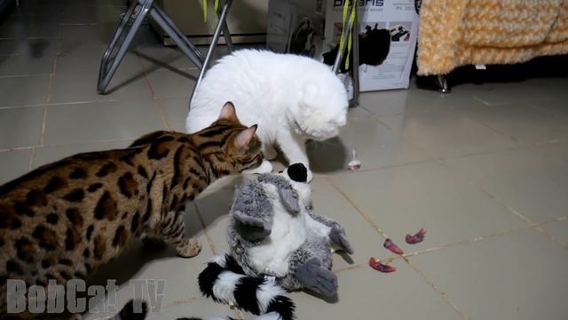 (18+) Сытый бенгальский кот виртуозно прячет новые порции под игрушку лемура. Тайная жизнь животных