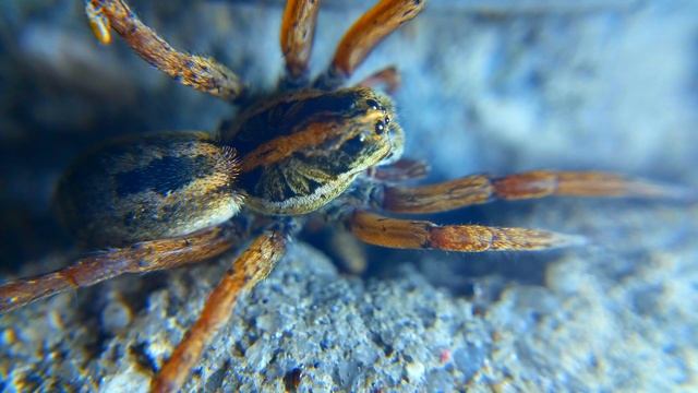 Wolf Spider - MACRO 4K смотреть онлайн