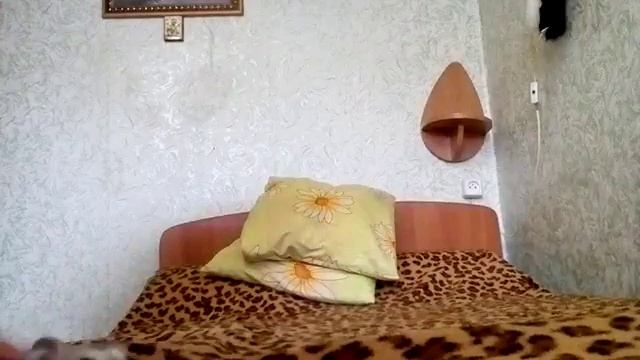 Воняют ли хомяки? смотреть онлайн