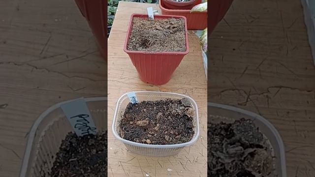 Сибирь. Готовим многолетние Георгины на проращивание. смотреть онлайн