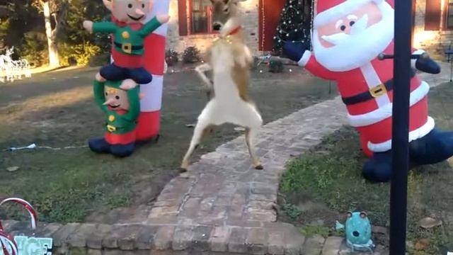 Dancing reindeer смотреть онлайн