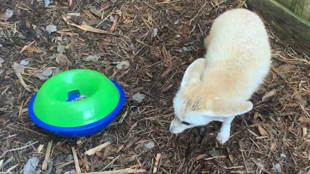 Rue, Katniss, and Peta our Fennec foxes are settling in nicely! смотреть онлайн