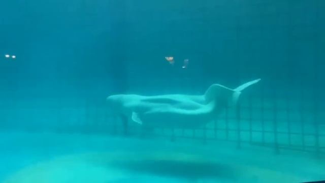 Обитатели Белого моря - Белухи. #москвариум #белуха
