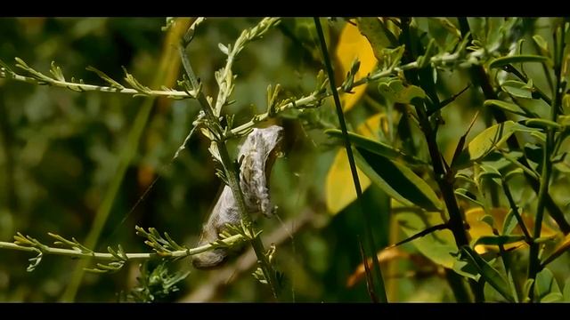 Аргиопа дольчатая Argiope lobata смотреть онлайн