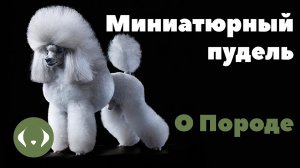 Миниатюрный пудель - О породе - Как выбрать щенка Миниатюрного пуделя?