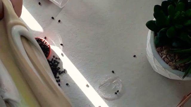 Testing Reindeer Poop Slime смотреть онлайн