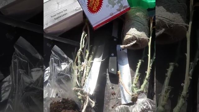 47 ?Купила?посадила и пересадила розы. смотреть онлайн