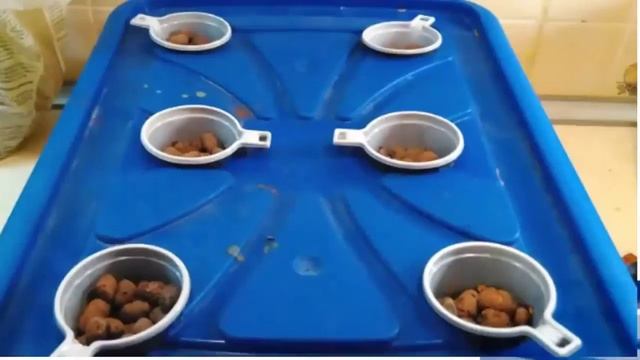 Домашняя гидропонная установка своими руками. смотреть онлайн