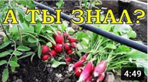 Удобный способ посева РЕДИСКИ???