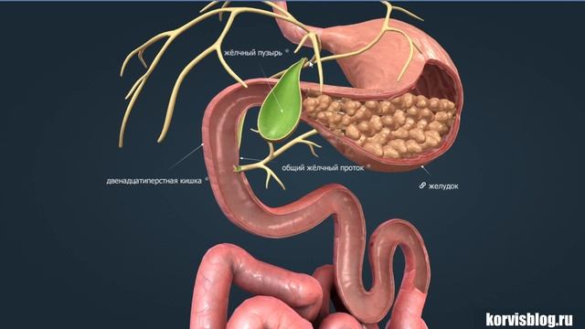 Анатомия. Пищеварительная система человека. смотреть онлайн