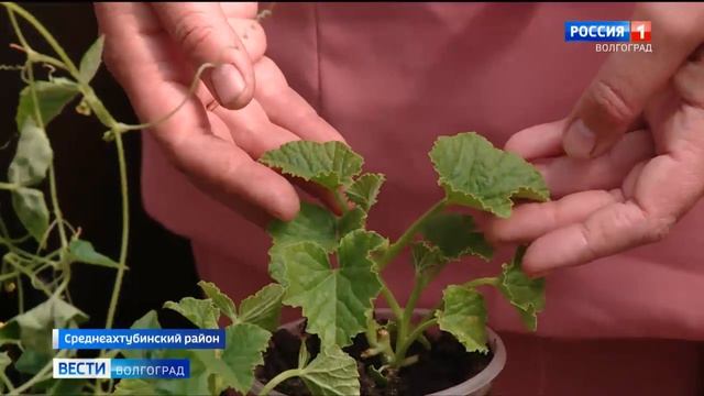 Волгоградки выращивают в дачных теплицах рассаду огурдыни и мелотрии смотреть онлайн