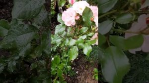 РОЗА ГРАНДИФЛОРА РОЗЕНШТАДТ ФРАЙЗИНГ..12.07.2020г.