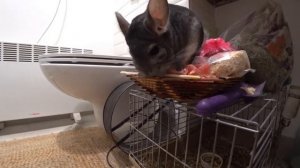 КАКИЕ ЗВУКИ ИЗДАЕТ ШИНШИЛЛА