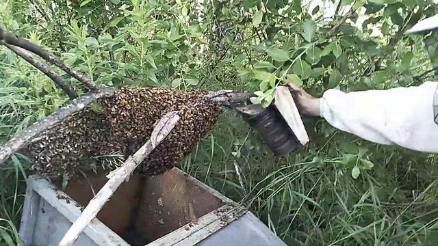 Поимка утреннего роя. Июнь 2020 смотреть онлайн
