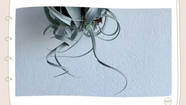 Tillandsia xerographica 霸王风 смотреть онлайн