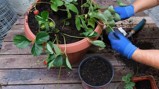 Выращивание и размножение клубники в горшках! смотреть онлайн