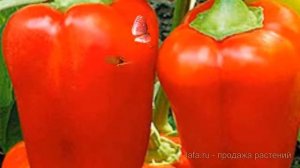 Перец сладкий Князь Серебрянный ? обзор: как сажать, семена перца Князь Серебрянный