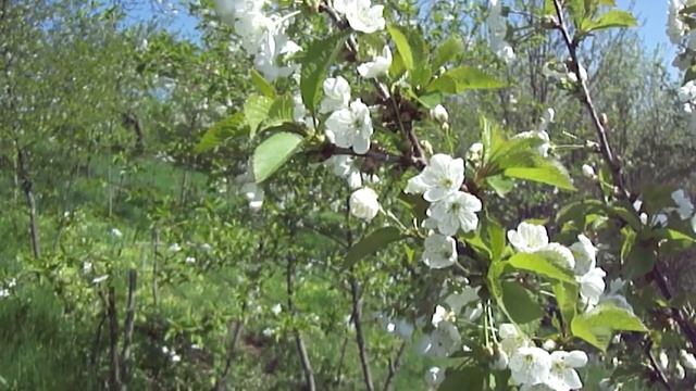 Nostalgia Весенняя природа Цветущая весна Плодовые деревья и кустарники Полевые цветы Ландшафт смотреть онлайн