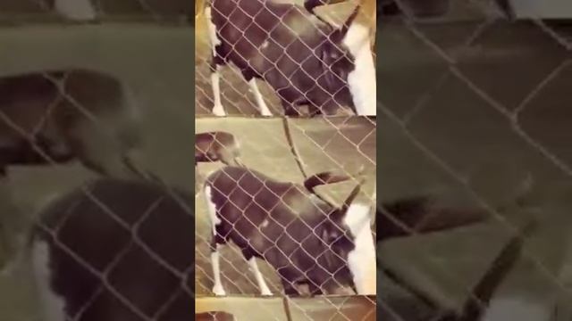 Пиренга, день, олени, лодки. смотреть онлайн