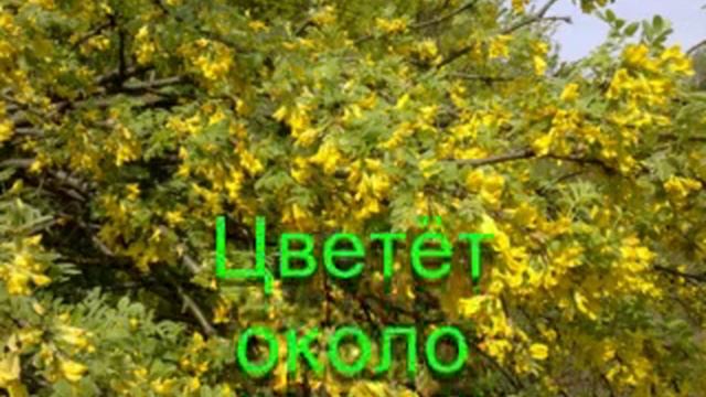 Жёлтая акация