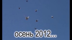 Николаевские голуби 2 (ростовская область).avi