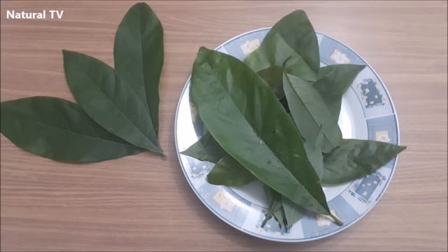 Esta FOLHA Controla o DIABETES, Normaliza a PRESSÃO ALTA, Colesterol e Elimina a MÁ CIRCULAÇÃO смотреть онлайн