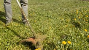 Борьба с одуванчиками механизированными средствами