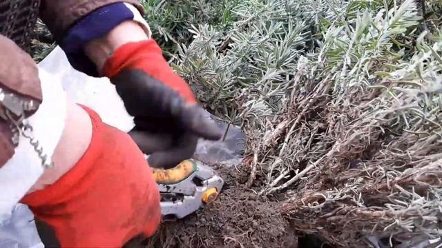 Автомобильные Приключения