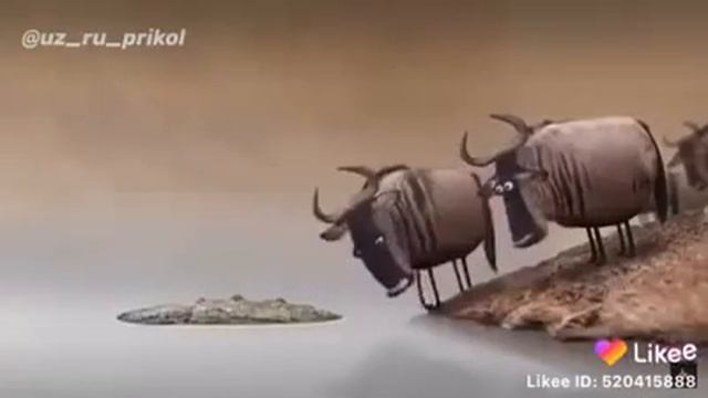 Не надо спорить 🤣🤣🤣 смотреть онлайн