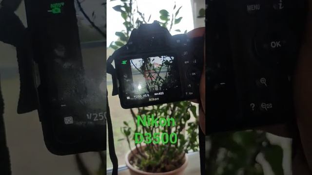 Nikon D3500 Первая "зеркалка" #aliexpress #алиэкспресс #ozon смотреть онлайн