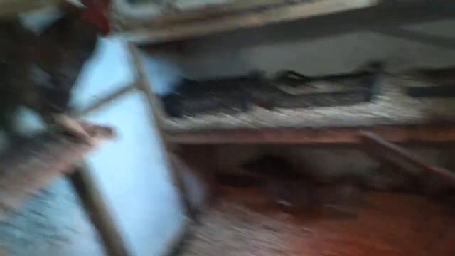 Подготавливаю курятники к зиме, делюсь секретом, как правильно вешать красные светильники. смотреть онлайн