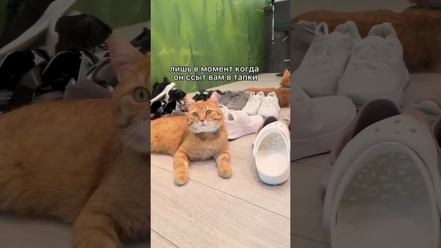 Как приучить кошку к прогулкам на поводке #кошка #shorts #кот смотреть онлайн