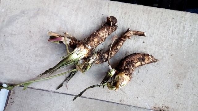 Последний сбор с огорода-хрен смотреть онлайн