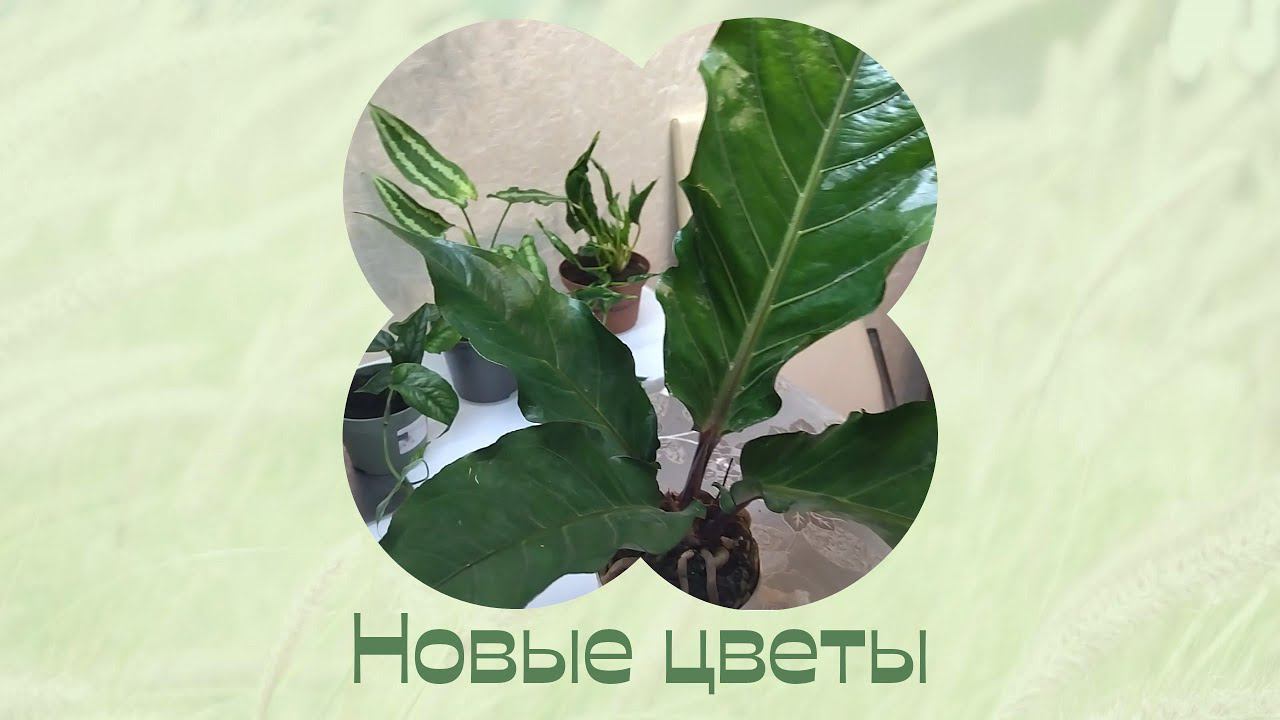 Цветы дома. Пересадка новых растений. смотреть онлайн