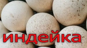 Яйцо от индейки, где купить.?
