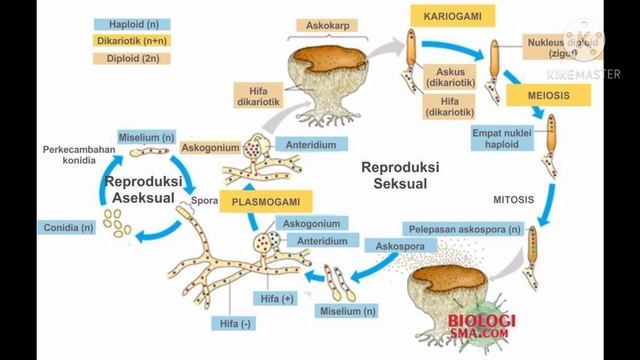Siklus Hidup Ascomycota dan Basidiomycota смотреть онлайн