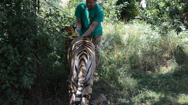 Невероятное доверие между тигрицей и Человеком. Тайган. Крым смотреть онлайн