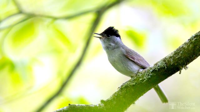 ♫ Amazing Bird Song - Incredible sound of bird singing on top of a microphone смотреть онлайн