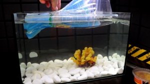 ЗАГАДОЧНАЯ И ЗВЕРСКАЯ БИТВА РЫБ ПЕТУШКОВ - ОТКУСИЛИ ПЛАВНИК