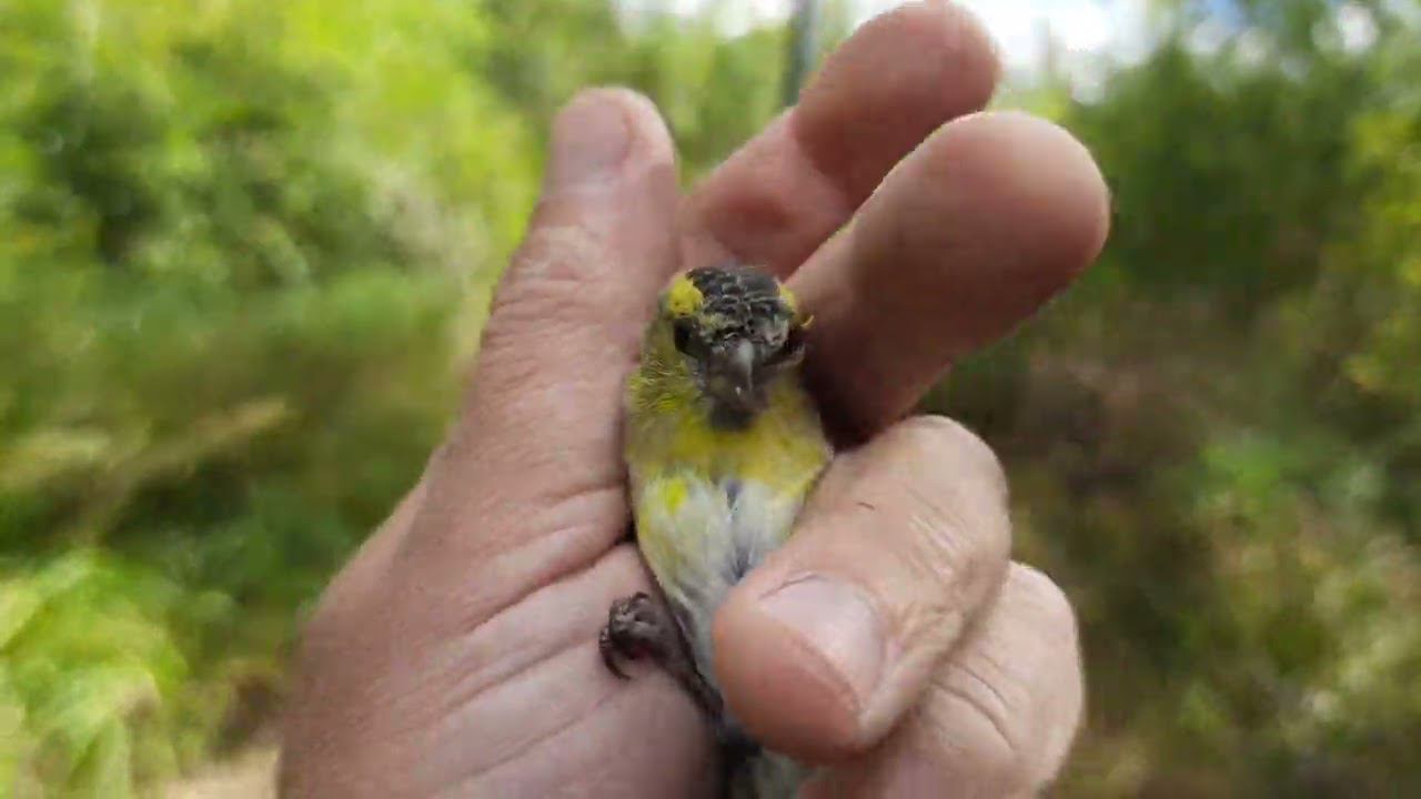 Ловля птиц 4 сентября 2022 год. смотреть онлайн