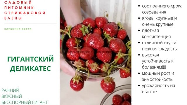 РАННИЙ ВКУСНЫЙ ГИГАНТСКИЙ - КЛУБНИКА СОРТ "ГИГАНТСКИЙ ДЕЛИКАТЕС" смотреть онлайн